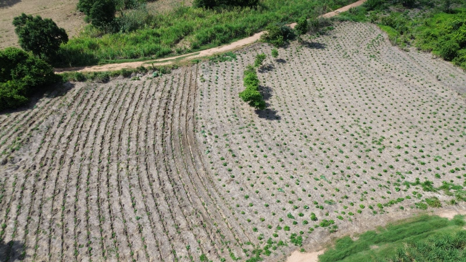 UA - Fazenda Jaguara, Fernandópolis/SP